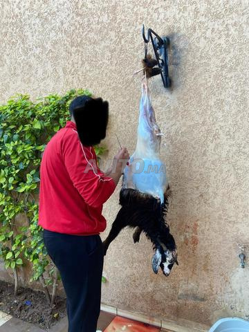 Si vous cherchez un mouton, je fais les courses pour les gens