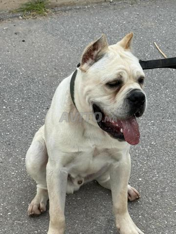 Cane Corso blanc de pure race