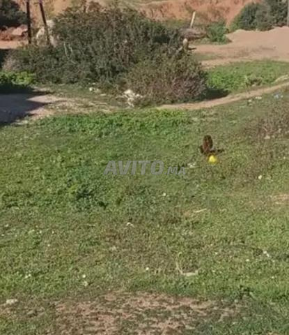 Terrain de 550m² à Mallalienne tetouan vue mer