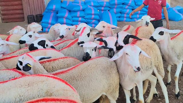 30 poules pondeuses de bonne qualité à vendre