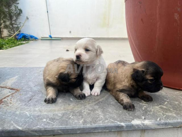 Adorables chiots de race pékinoise