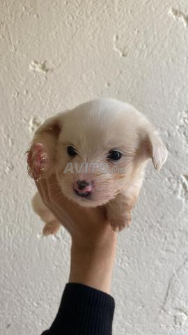 Chiots Bichon adorables à vendre – 3 mois