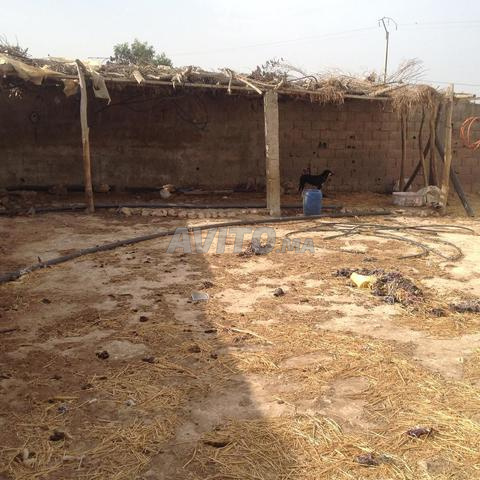 Terrain Ferme chouka 8913m2 Mly Abdellah El Jadida