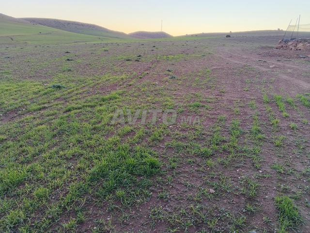 رخصة كوارا الدجاج أرض للبيع - 2