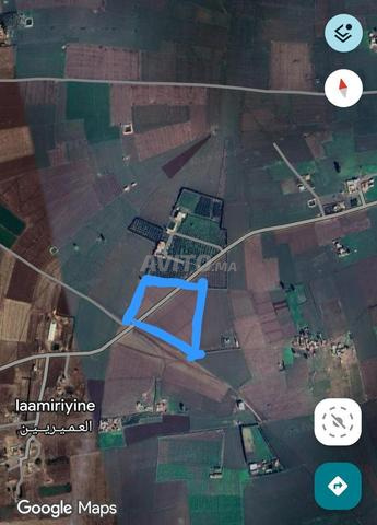 Terrain à vendre à Sidi Laidi à Laamrine