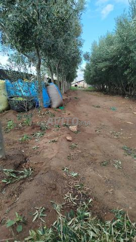 مزرعة صغيرة - 2