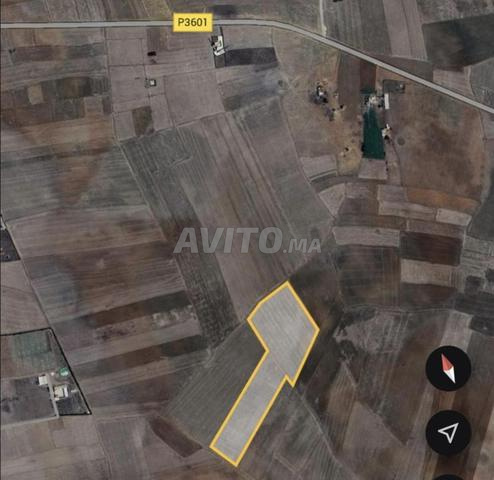 Vente terrain agricole 8 hectares près de Ben Maachou Douar Rouissat