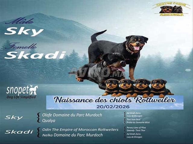 Chiots Rottweiler Elite – Sélection SKY & SKADI