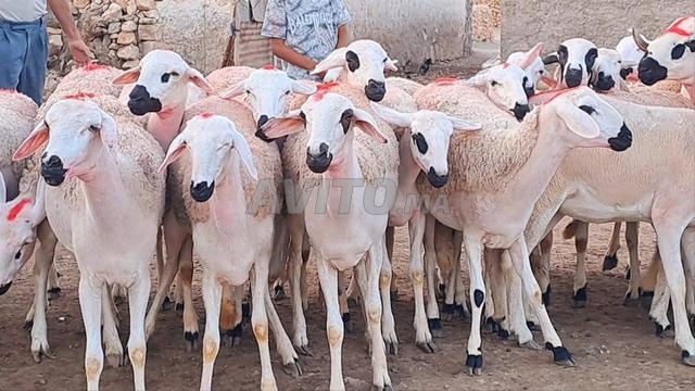 Génisse Sarda de bonne qualité à vendre