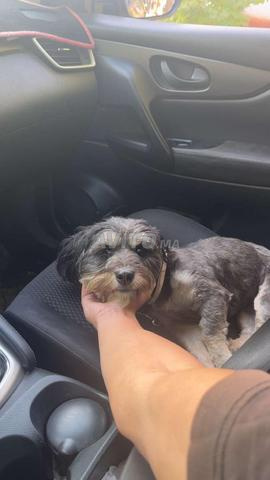 Chienne type Bichon à vendre