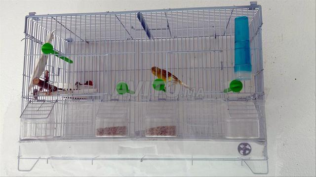 Couple de canaris prêts à la reproduction