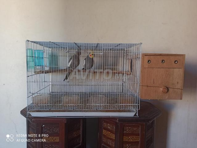 Couple de calopsittes