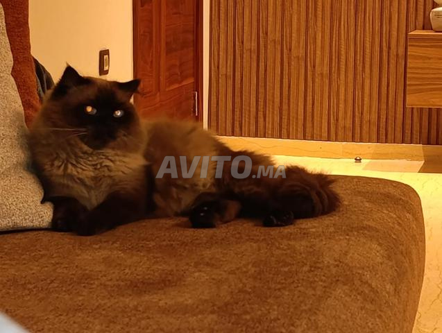 Chat Ragdoll a vendre