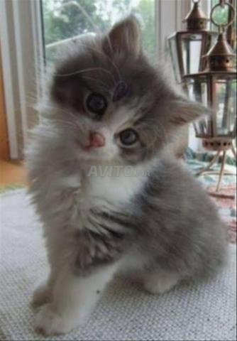 Chatte bébé gris âgé 45j