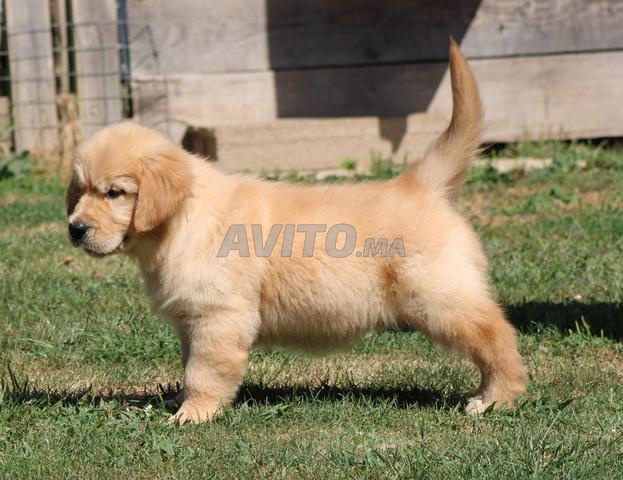 golden retriever