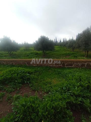 بيع فوري لمزرعة فلاحية محفظة مع منزل - 2