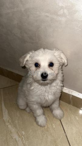 جرو بيشون مالطي