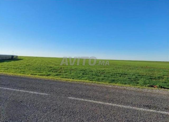 À vendre Terrain 2 hectares à côté de Laârajate - 2