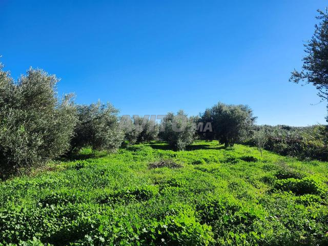 Terrain agricole 1,1 Hectare à 5 mins Azzouzia