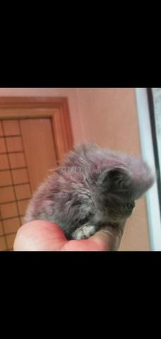 قطط شيرازي أصيلة عمرها 45 يومًا