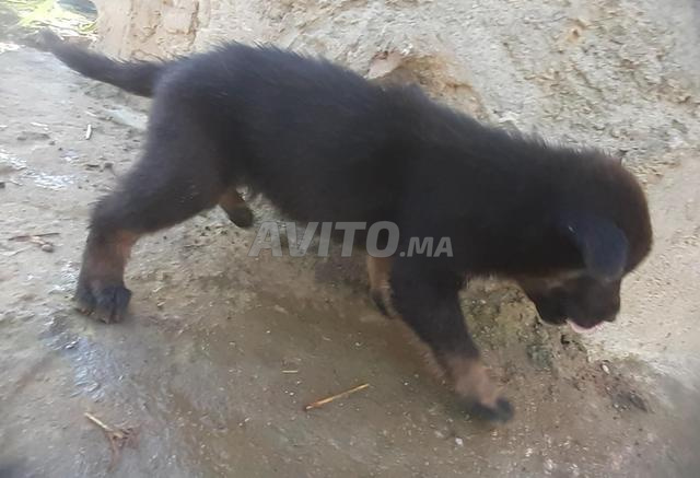 جراء Berger Allemand - 2