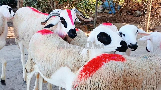 Bonjour, il y a 30 vaches laitières en vente