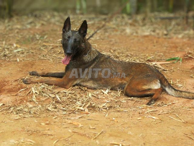 أنثى مالينو مفحمة