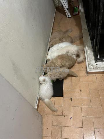 Chatons Shirazi Persan (Himalaya)