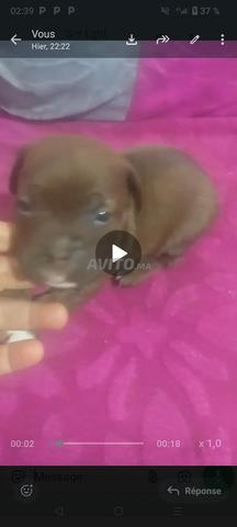 Chiot teckel/bulldog