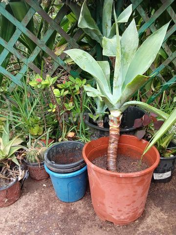 نباتات طبيعية