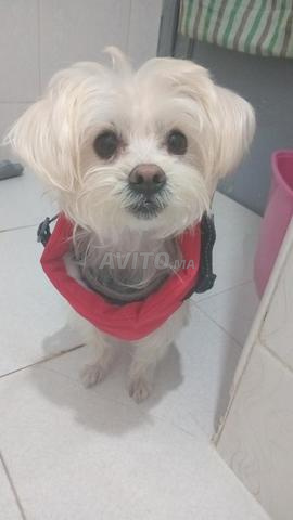 كلبة كانيش أنثى