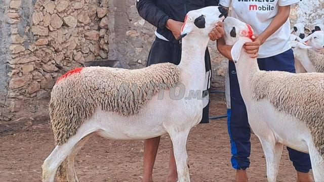 Annuelle Sardia Mliha Dhara