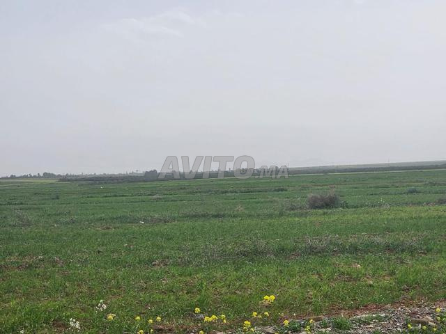 هكتار وألف متر مربع للبيع طريق البراج - 2