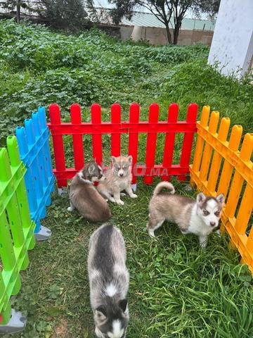 هاسكي سيبيري - 2