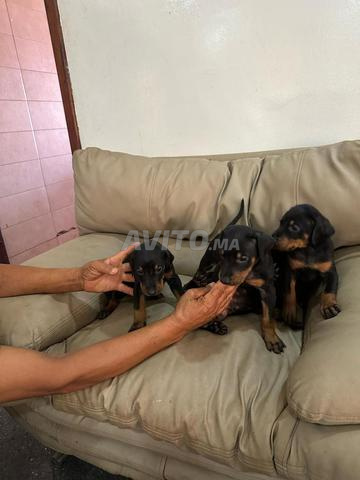 جراء دوبرمان من سلالة نقية