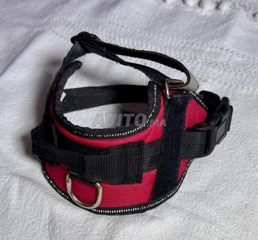 Harnais et Laisse pour Petit Animal