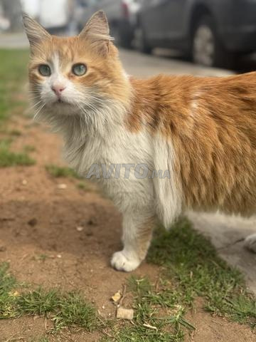 Des chats à adopter