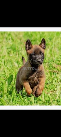 Malinois chiot