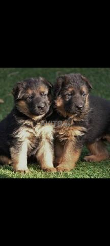 berger allemand chiot