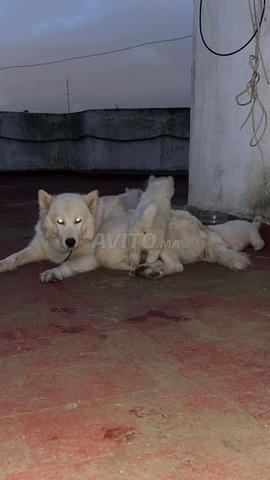 Bergé soiss blanc bébé