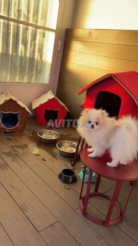 femelle spitz pomeranian