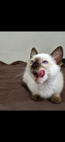 Chat Himalayen & Siamois