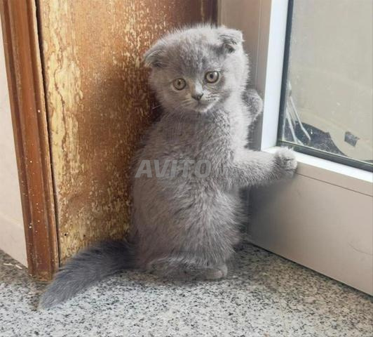 قطة سكوتش فولد