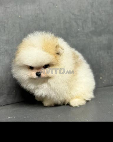 كلب صغير من نوع سبيتز القزم