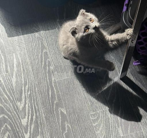 قطة سكوتش فولد