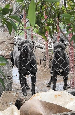 زوج كاني كورسو