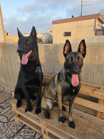 جراء مالينو