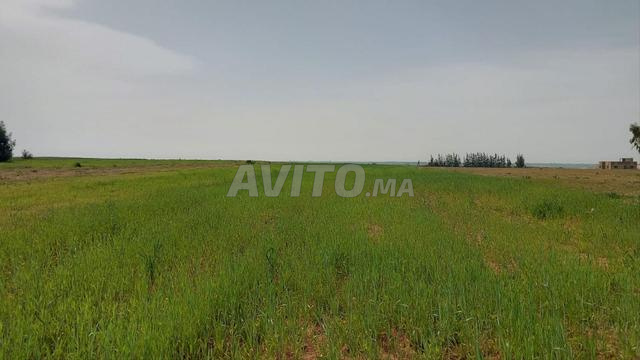 Ter titre 6ha Ain johra Tiflet - 2