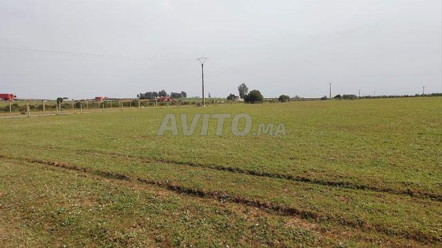 أرض محفظة 2 هكتار عين جوهرة تيفلت - 2