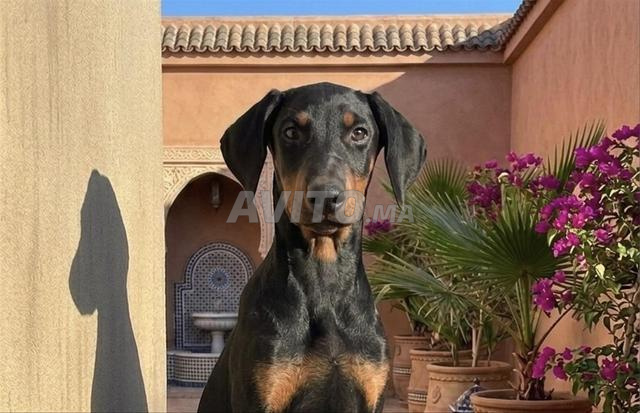 جرو دوبرمان ذو نسب أنثى